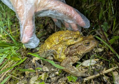 Una coppia di rospi comuni raccolta da un volontario. Foto Stefania Dal Pra