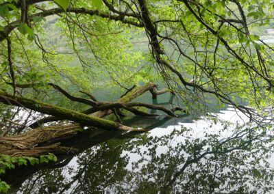 Rami del bosco ripariale Barucchelli protesi sull'acqua del lago