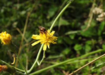 Sirfide su un fiore in Valtrigona. Foto Stefania Dal Pra