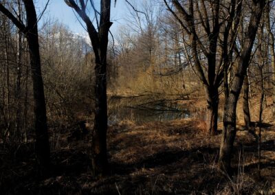Uno stagno nel bosco igrofilo delle Inghiaie