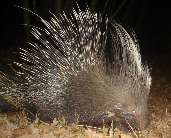 Locandina: Incontri al museo per parlare di fauna: l'istrice alla conquista del Nord