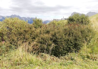 Arbusti nei pascoli dell'Alpe di Siusi, con le Dolomiti all'orizzonte