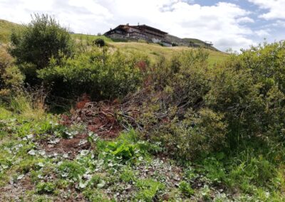 Arbusti e pascoli dell'Alpe di Siusi, con un albergo sullo sfondo