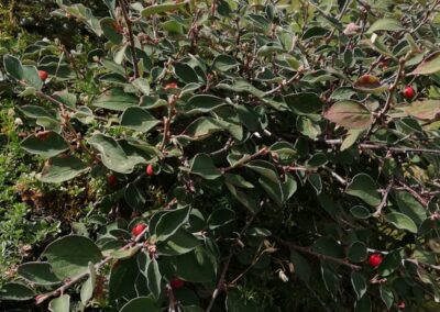 Un arbusto con bacche rosse sull'Alpe di Siusi