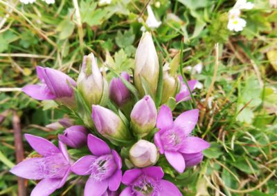 Genzianella in fiore sull'Alpe di Siusi
