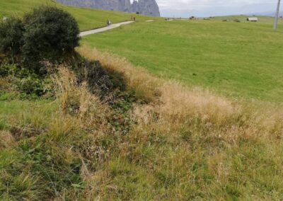 Prati e arbusti dell'Alpe di Siusi con lo Sciliar sullo sfondo