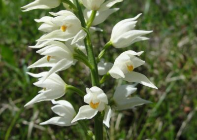 Orchidea Cephalanthera longifolia nel bosco dello Sporeggio