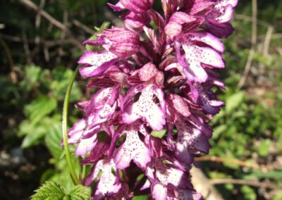 Orchidea Orchis purpurea nella Valle dello Sporeggio