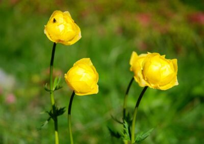 Botton d'oro in fiore in Valtrigona