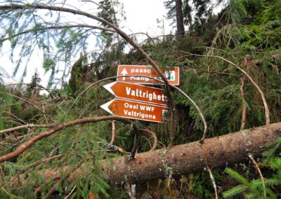 I cartelli dell'Oasi WWF Valtrigona fra gli abeti schiantati dalla tempesta Vaia nel 2018
