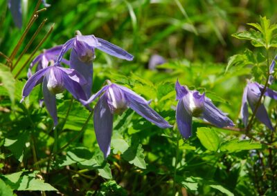 Clematide alpina in fiore in Valtrigona