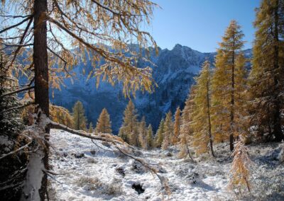 Larici dorati e prima neve nella Valtrigona