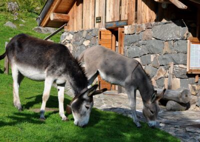 Asini davanti alla malga in Valtrigona. Foto Walter Tomio