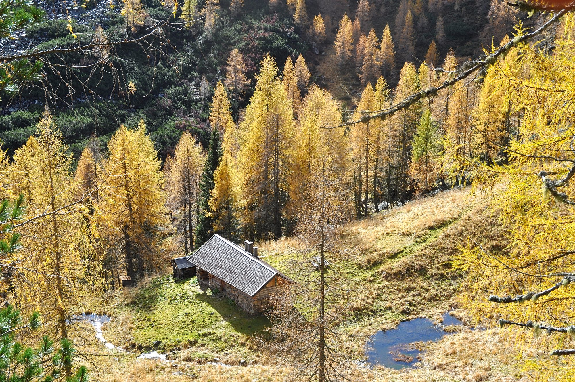 Malga e larici in autunno in Valtrigona. Foto Walter Tomio