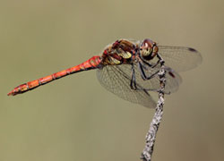03_27_libelle