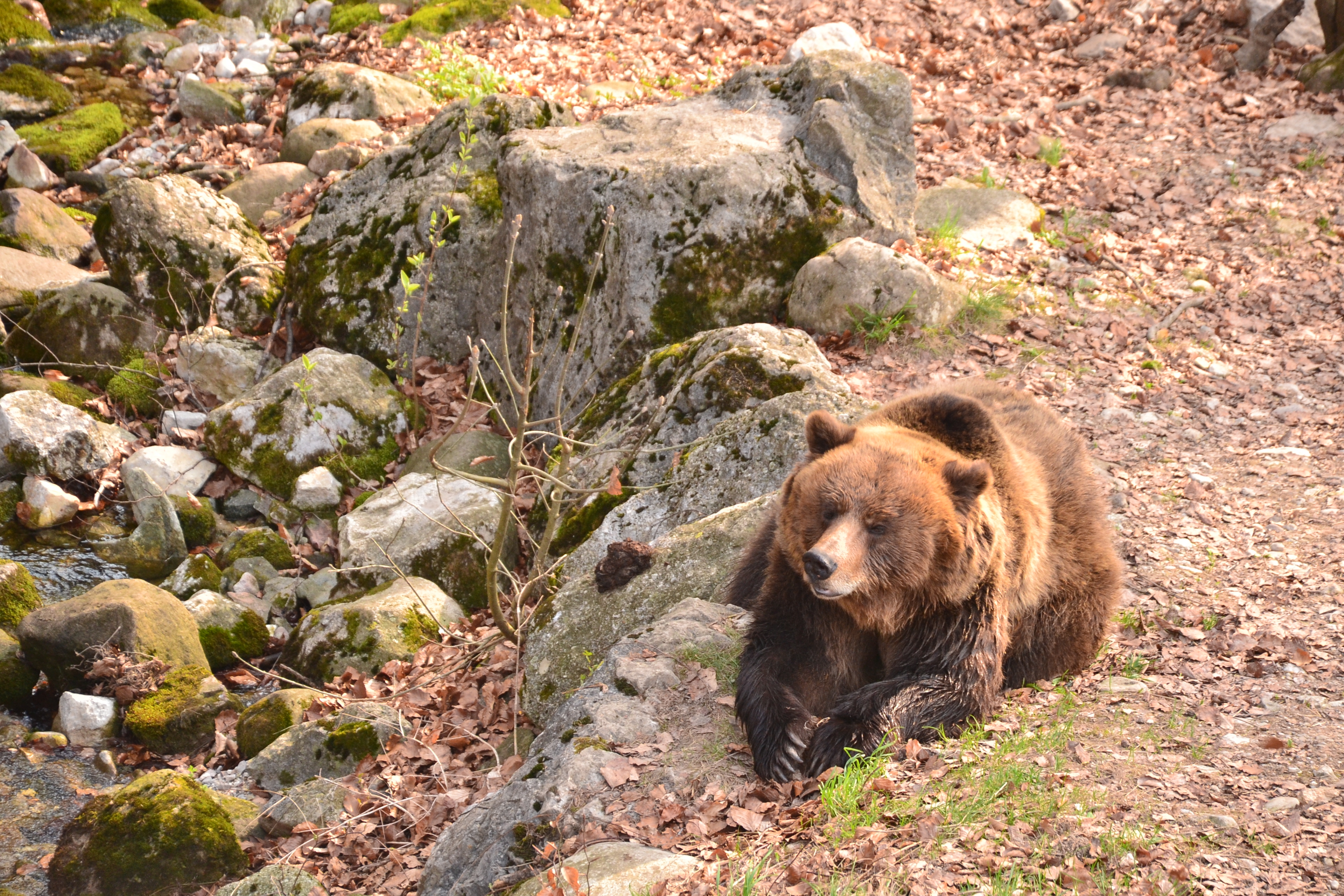orso5_spormaggiore_fotosarabragonzi.jpg