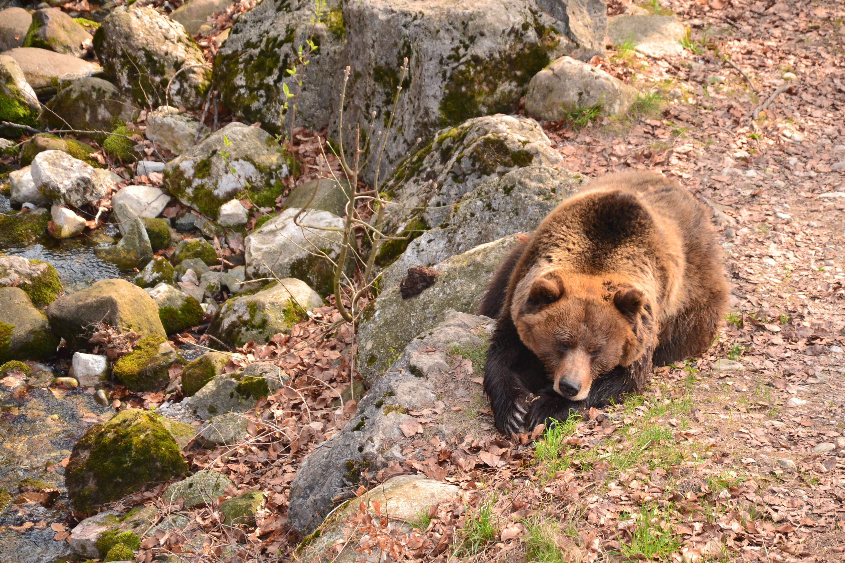 orso6_spormaggiore_fotosarabragonzi