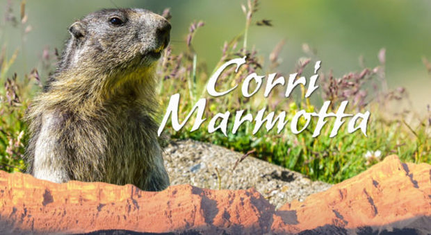 3718534_2249_foto_marmotta
